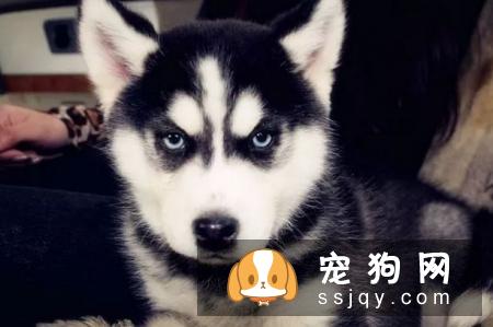 哈士奇犬患细小病毒怎么办 应该如何防治?