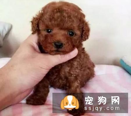 什么小型犬比较温顺好养？
