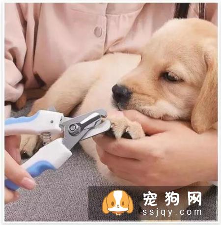 狗狗为什么喜欢在地上刨坑？是什么原因引起的