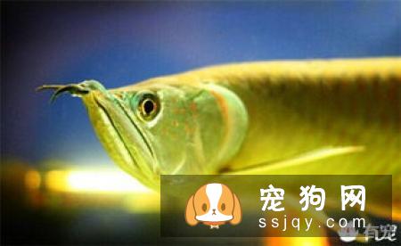 宠物衰老都有哪些症状，应该怎么养护？