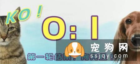 狗狗智商VS猫咪智商，究竟谁比较聪明？