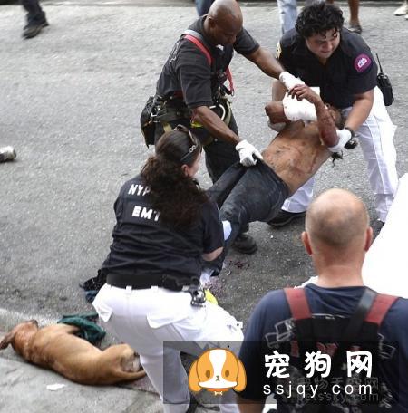 狗狗为什么喜欢打架？狗狗打架的原因是什么？