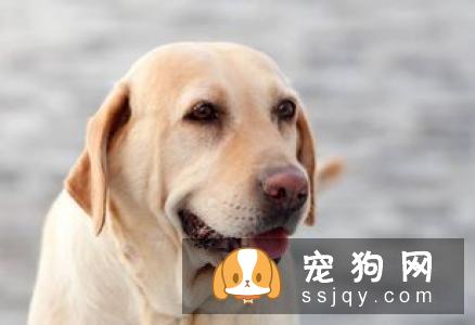 想买纯种犬太难,总是被狗贩子坑?CKU为狗狗打造了五大神器