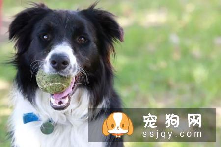 狗狗的泪痕怎么破?3个锦囊妙招帮你养成健康狗狗!