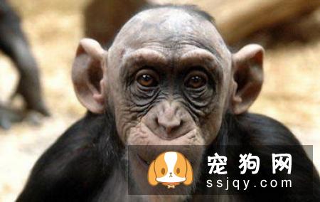 患有高血糖的动物需要注意哪些？