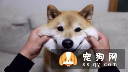 训狗必须掌握的这些基础口令训练，不要再教错了！