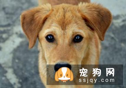教你如何让宠物如何吃出健康