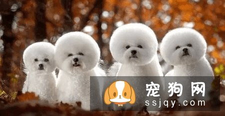 什么宠物狗养的人最多？宠物狗热度排行榜！