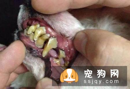 宠物衰老都有哪些症状，应该怎么养护？