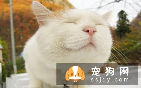 辟谣：我家宠物吃非常贵的宠粮，住得也不错，它很幸福！
