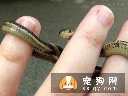 宠物天空推荐:给狗狗和猫咪打全疫苗,养宠是一种责任,请善待那些小生命