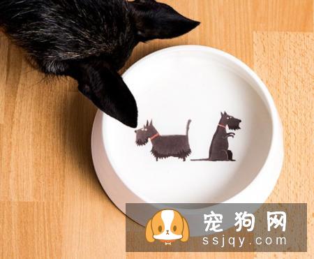 养狗狗需要做哪些准备？准备养狗要懂得那些事