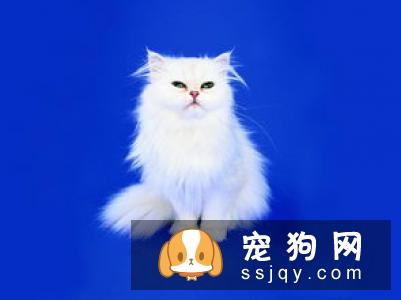 猫咪狗狗喜欢的“摸头杀”，还有一层别的意义！