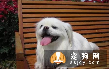 夏季高温来袭，如何避免狗狗中暑，这些方法学起来！