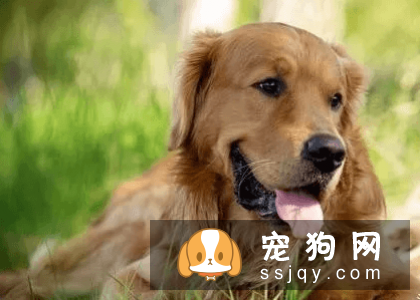 有哪些宠物比较粘人，排名前20的粘人宠物排行榜！