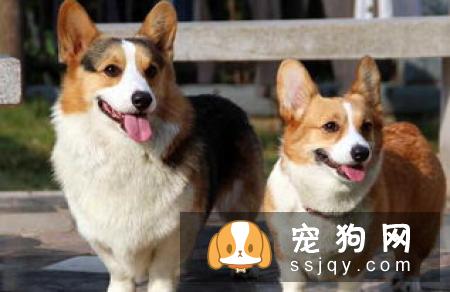 想要保证狗狗有健康的身体，主人应该怎么做？