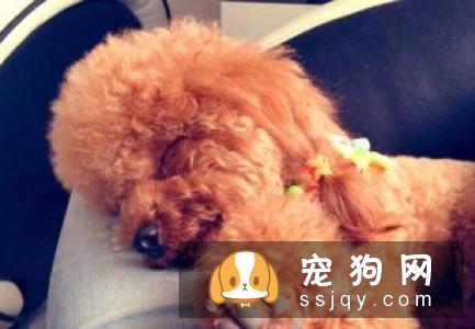 狗狗的鼻子褪色是什么原因？