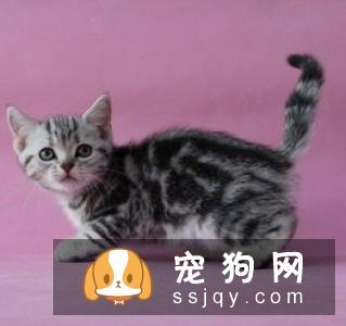 如何区分英国短毛猫和美国短毛猫？美短和英短有什么区别？