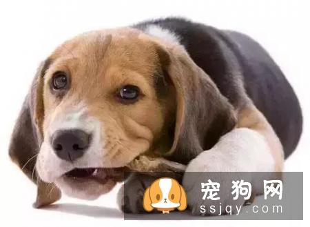 狗狗能吃骨头吗?新手家长必知的4个误区!你都知道吗?