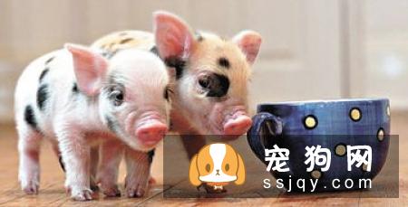 领养宠物需要注意些什么？