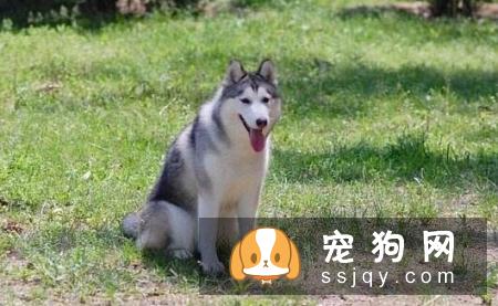 宠仔圈狗狗秋季如何护理比较好?这三点你要知道!