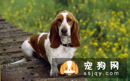 吉娃娃厌食不吃东西怎么办?
