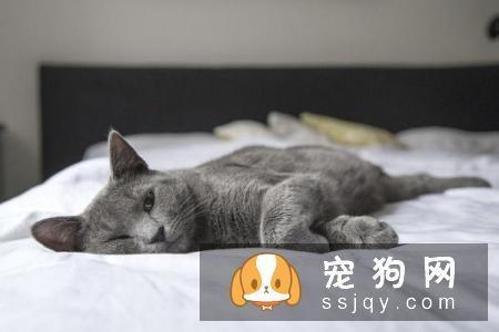 怎么才能不让猫咪叫你起床？