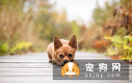 什么狗，最容易掉毛？