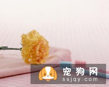 狗抽搐是怎么回事 比熊犬痉挛抽搐咋办好