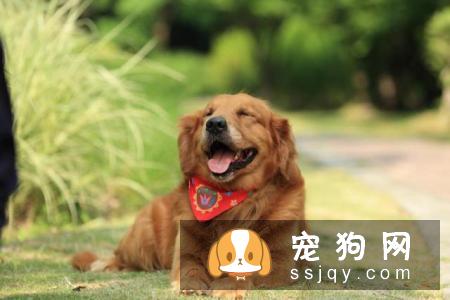 狗狗毛色不好怎么办，你需要WOWO卵磷脂软颗粒