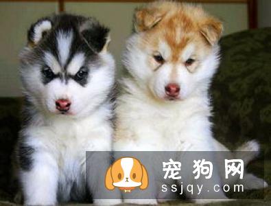 怎么区分哈士奇和阿拉斯加犬？