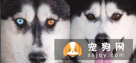 怎么区分哈士奇和阿拉斯加犬？