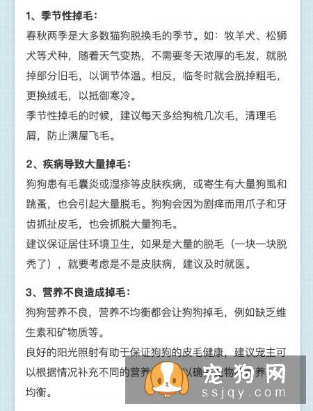 狗狗掉毛的六大原因与建议