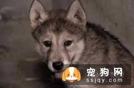 幼犬在什么时候断奶比较好？