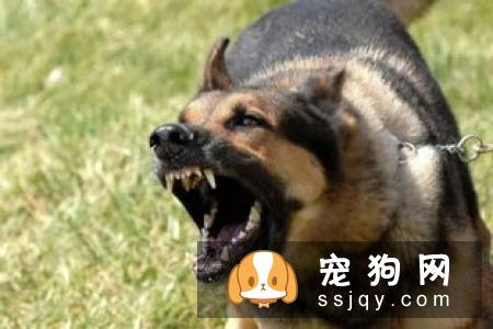 训练狗狗都应该注意哪些事项？