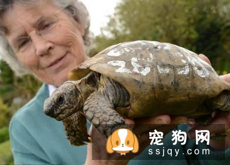 宠物市场越来越好，未来的宠物种类都有哪些？