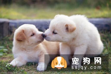 怎样让宠物狗保持身体健康