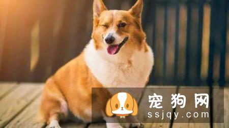 宠物肥胖的原因有哪些?宠仔圈社交电商平台,铲屎官大升级啦!