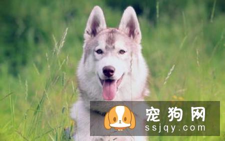 有哪些宠物比较粘人，排名前20的粘人宠物排行榜！