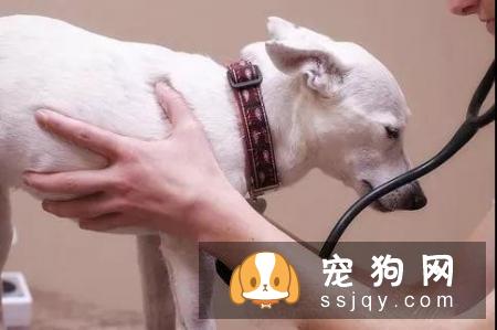 狗狗口吐白沫是什么原因？