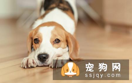 什么宠物认主，最认主的宠物排行榜