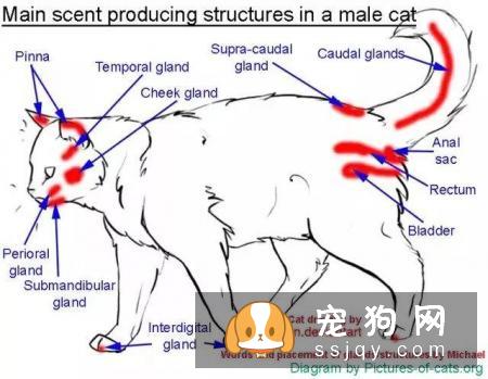 猫咪狗狗喜欢的“摸头杀”，还有一层别的意义！
