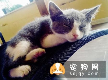 怎么才能不让猫咪叫你起床？