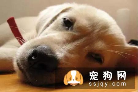 犬瘟热是什么，教你全面了解犬瘟热！
