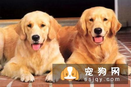 狗狗边尿尿出浅粉色的尿液,排尿却尿不出来,怎么回事?