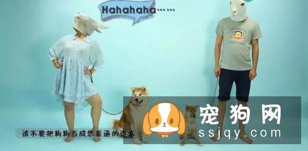 最伤的7种养狗方式，你做过几种？