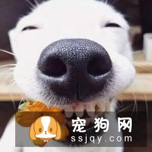 养狗狗需要做哪些准备？准备养狗要懂得那些事
