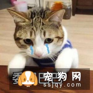 狗狗露肚皮，只是因为信任你吗？