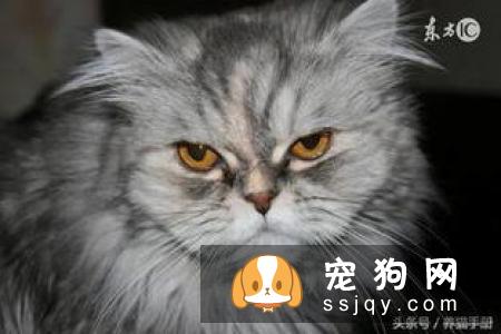 你知道有种动物叫豹猫（孟加拉猫）吗？
