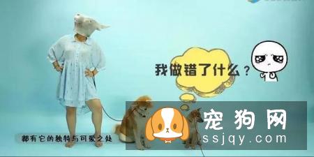最伤的7种养狗方式，你做过几种？